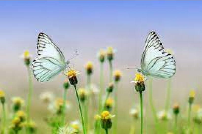 Spring