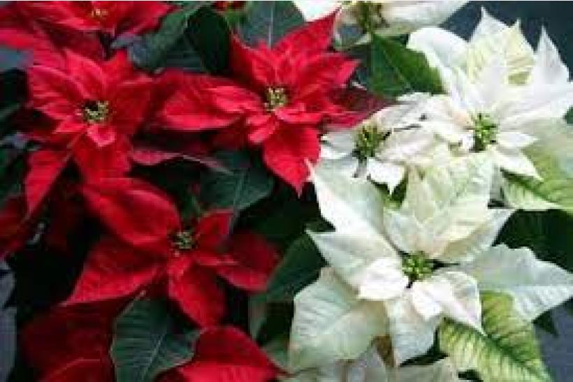 pointsettia